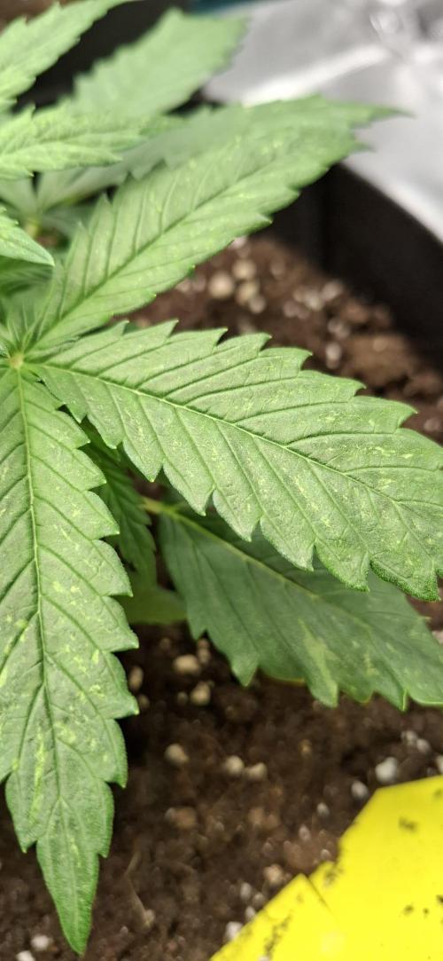 Frostbanger Test 1. Week 3 - Hellgrüne Stellen an den Blättern. War schon von Anfang an bei Nr. 2 und 4 so.