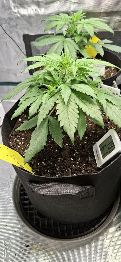 Frostbanger Test 1. Week 3 - Nr. 1