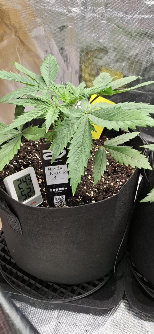 Hindu Kush fem. Test 2. Week 4 - Pflanze eins immer noch etwas kleiner.