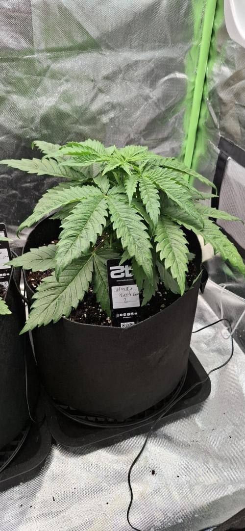 Hindu Kush fem. Test 2. Week 4 - Nr. zwei entwickelt sich sehr gut 👌