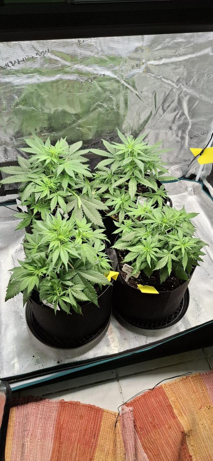 Frostbanger Test 1. Week 4