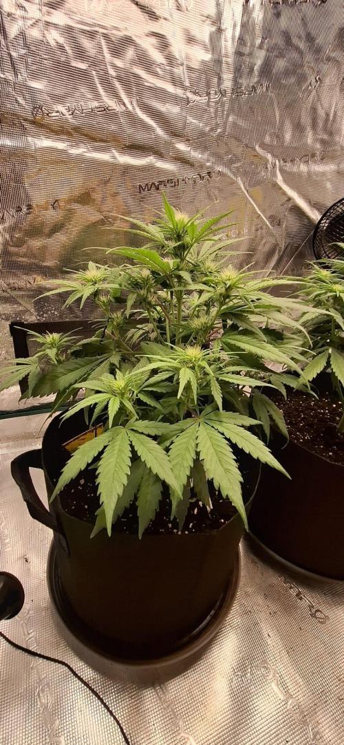 Frostbanger Test 1. Week 5