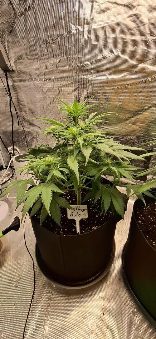 Frostbanger Test 1. Week 5