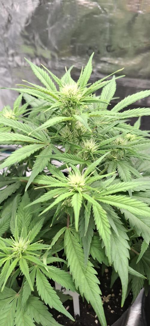 Frostbanger Test 1. Week 5