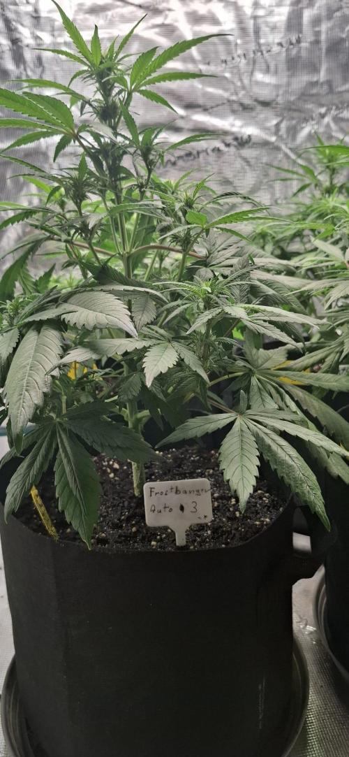 Frostbanger Test 1. Week 5