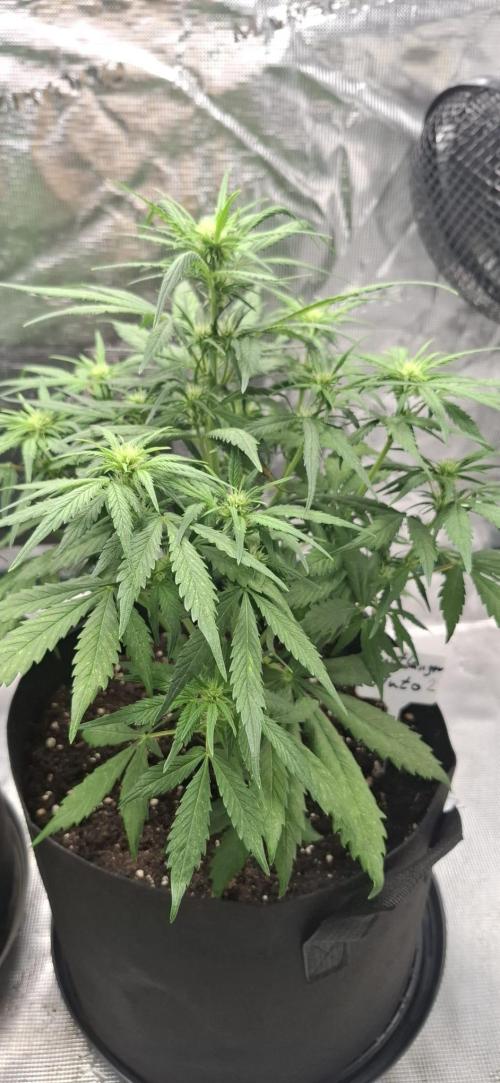 Frostbanger Test 1. Week 5