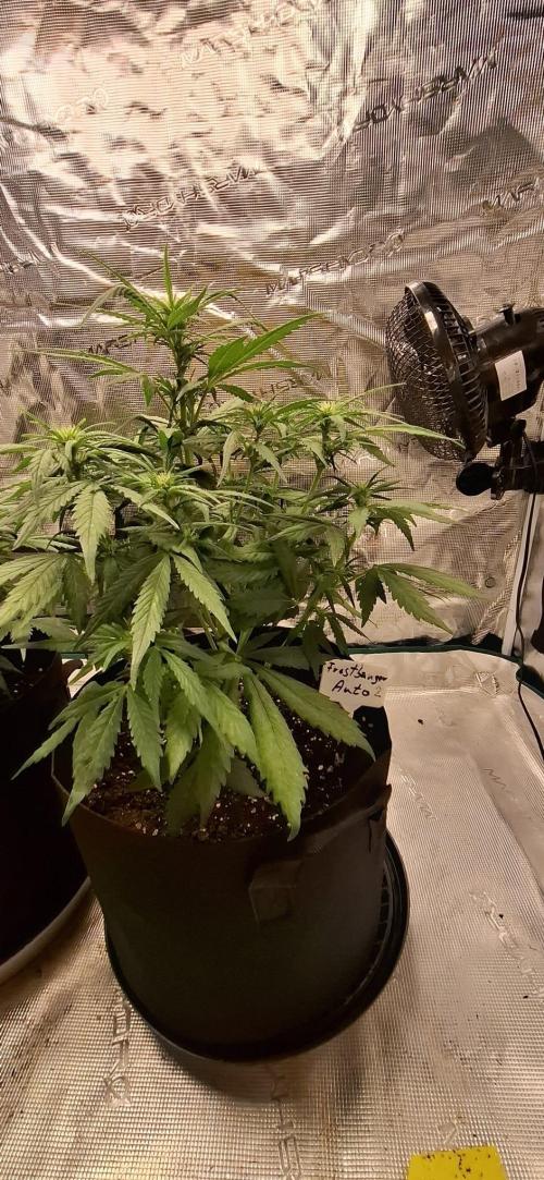 Frostbanger Test 1. Week 5