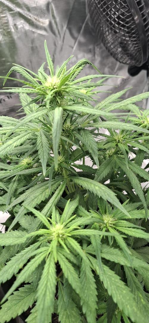 Frostbanger Test 1. Week 5