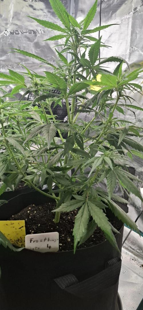 Frostbanger Test 1. Week 5