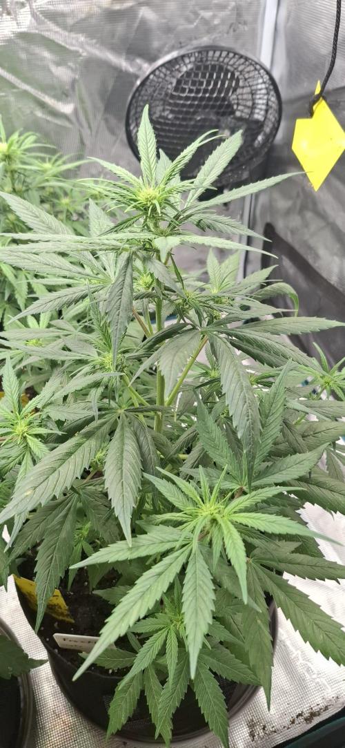 Frostbanger Test 1. Week 5