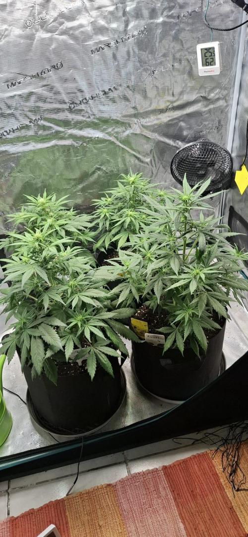 Frostbanger Test 1. Week 5