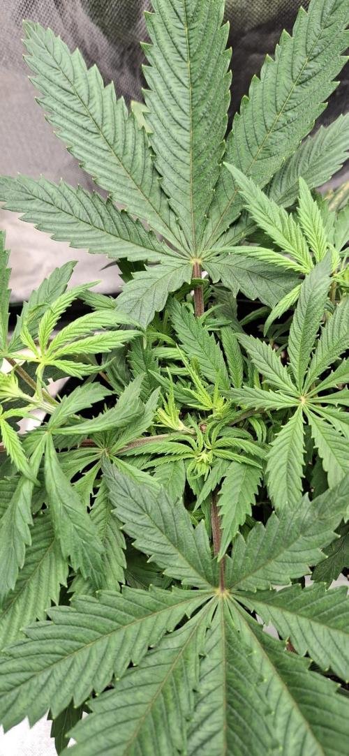 Hindu Kush fem. Test 2. Week 5