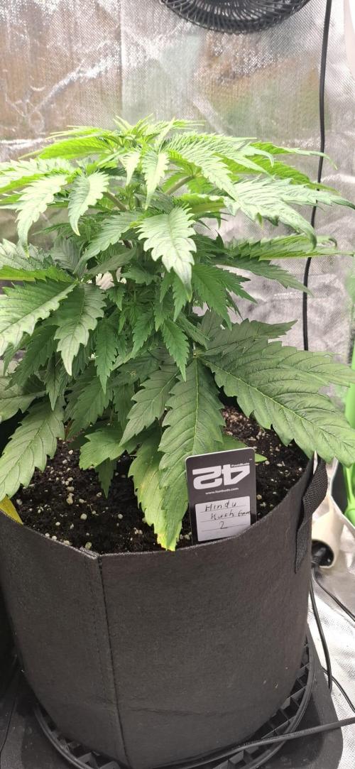 Hindu Kush fem. Test 2. Week 5