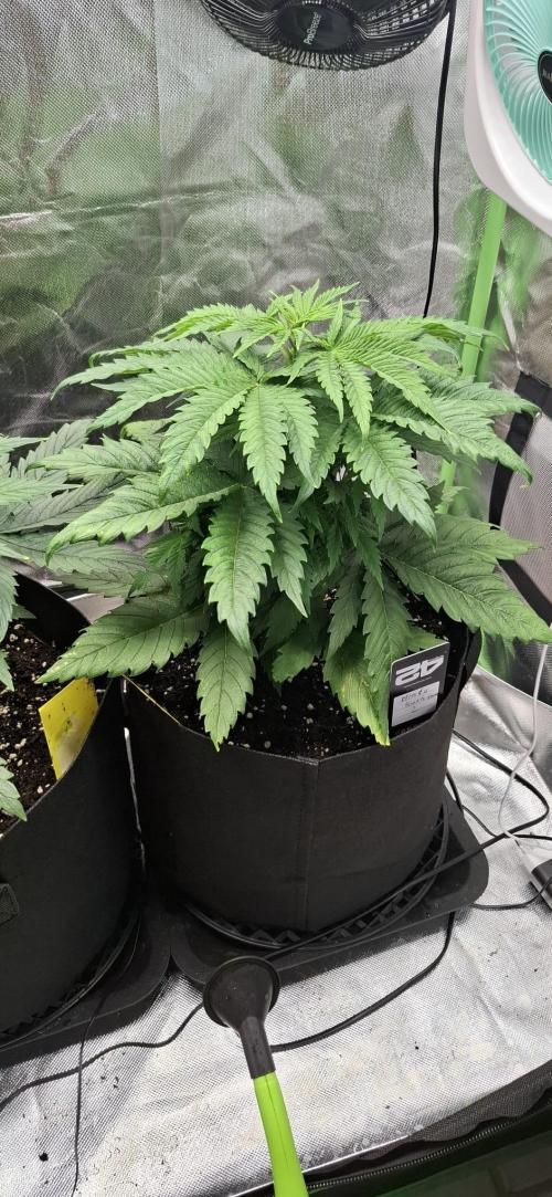 Hindu Kush fem. Test 2. Week 5