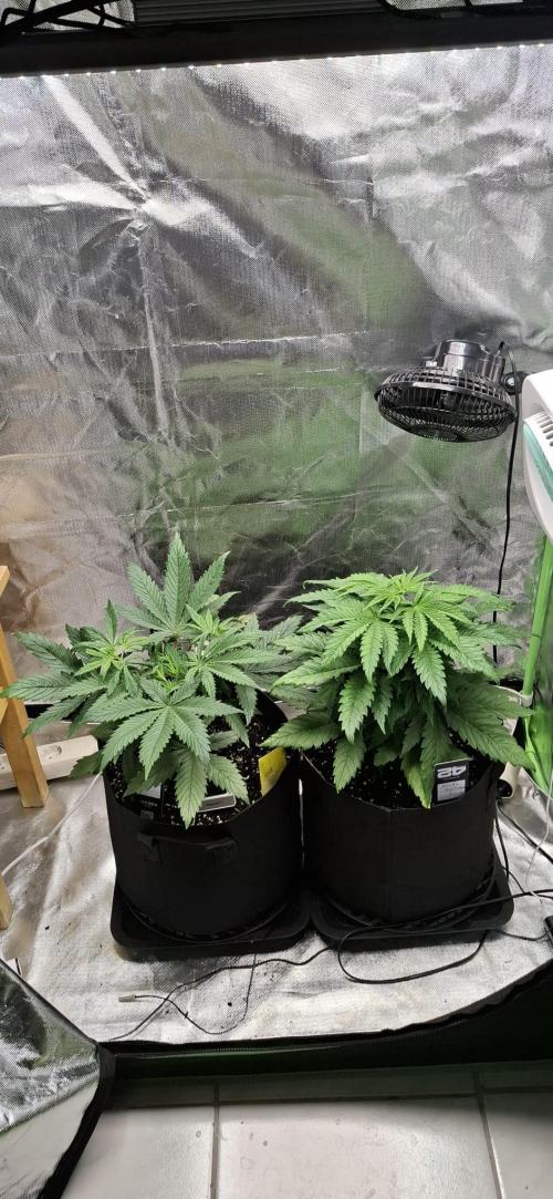 Hindu Kush fem. Test 2. Week 5