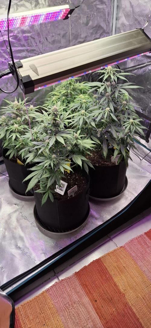 Frostbanger Test 1. Week 6