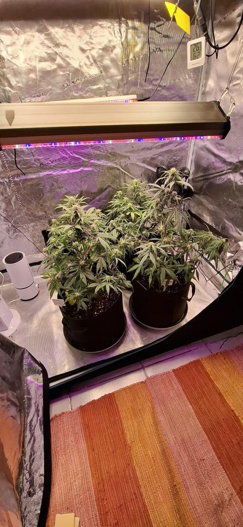 Frostbanger Test 1. Week 6