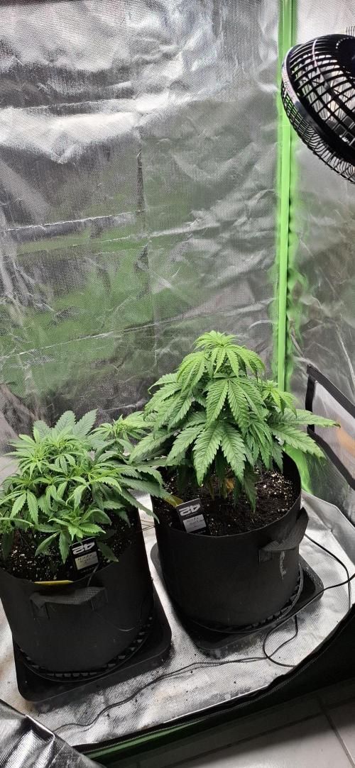 Hindu Kush fem. Test 2. Week 6