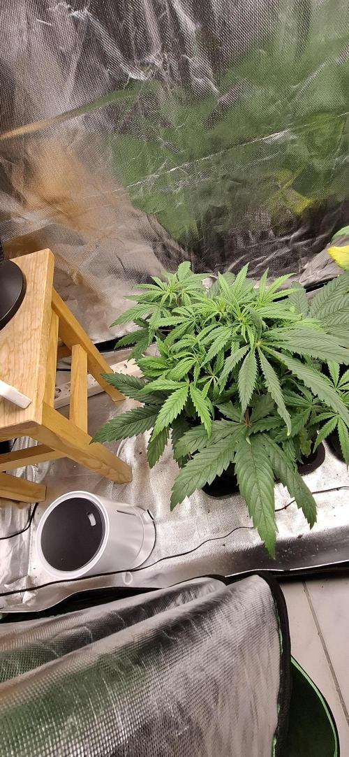 Hindu Kush fem. Test 2. Week 6