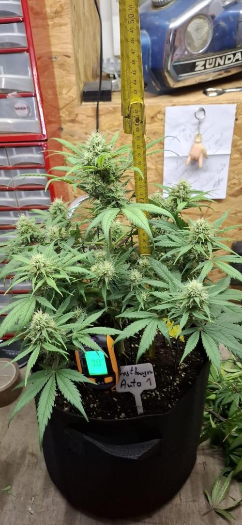 Frostbanger Test 1. Week 7