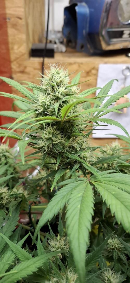 Frostbanger Test 1. Week 7