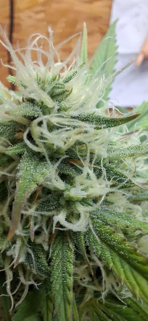 Frostbanger Test 1. Week 7