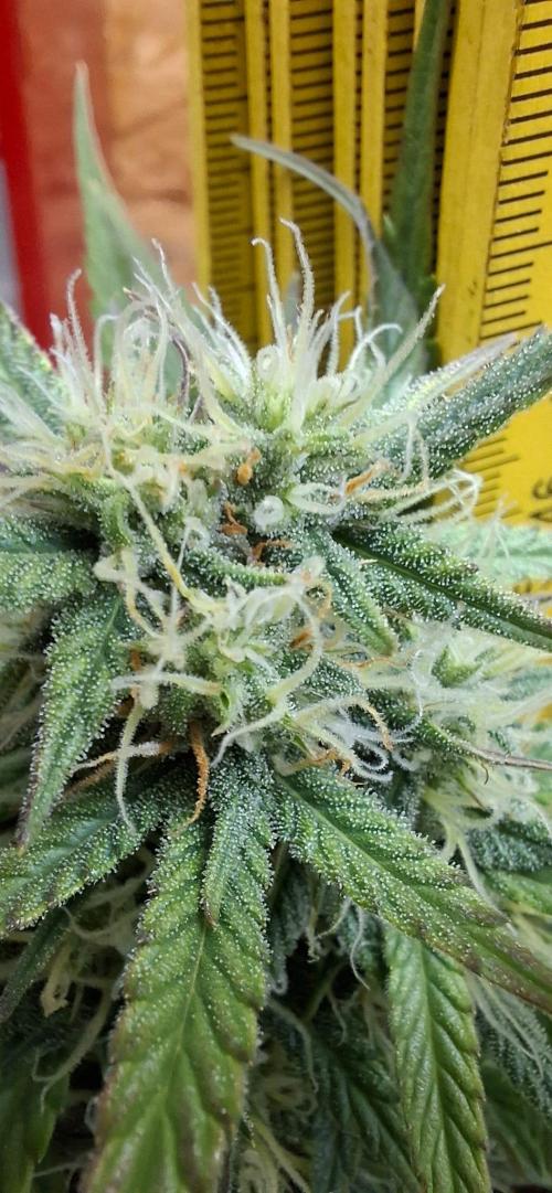 Frostbanger Test 1. Week 7