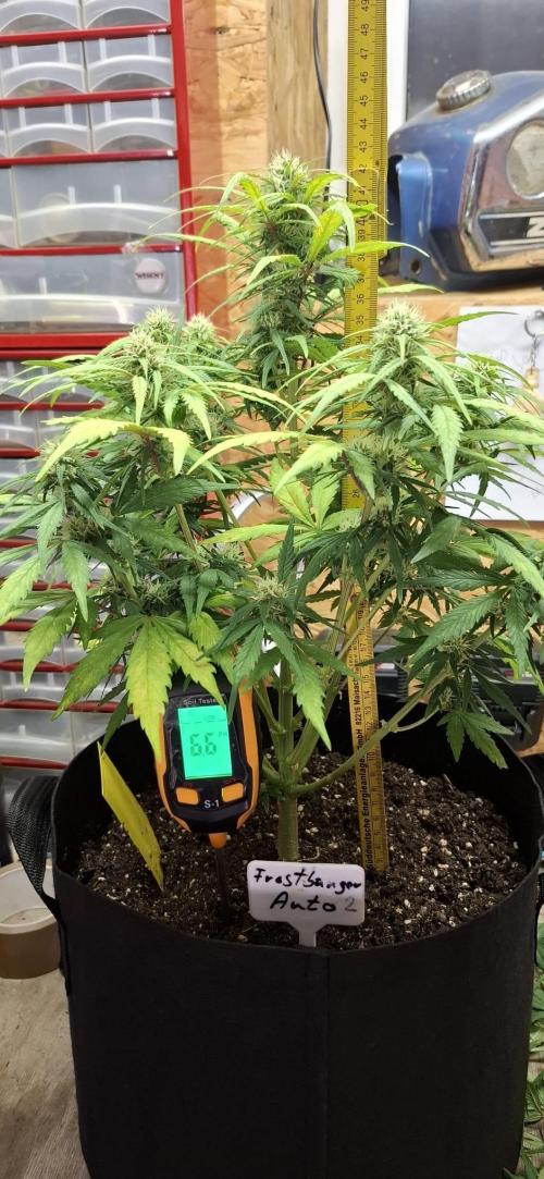 Frostbanger Test 1. Week 7