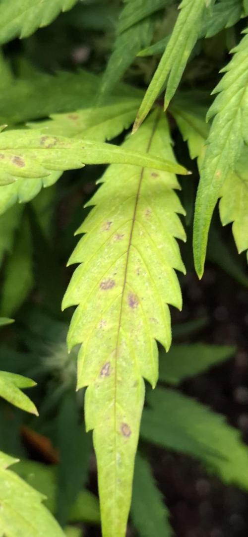 Frostbanger Test 1. Week 7 - das Problem besteht immer noch aber nicht mehr so schlimm.