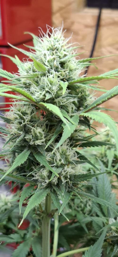 Frostbanger Test 1. Week 7