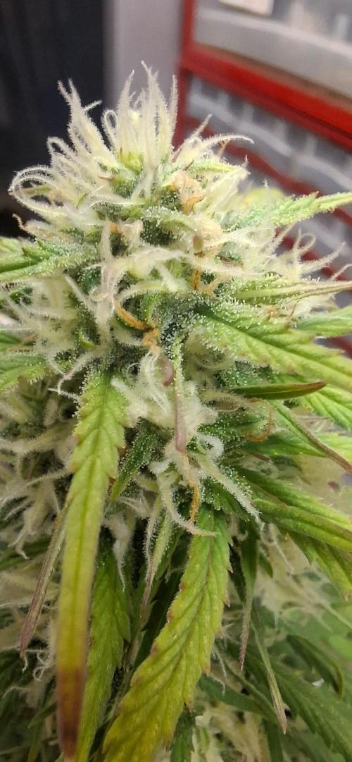 Frostbanger Test 1. Week 7