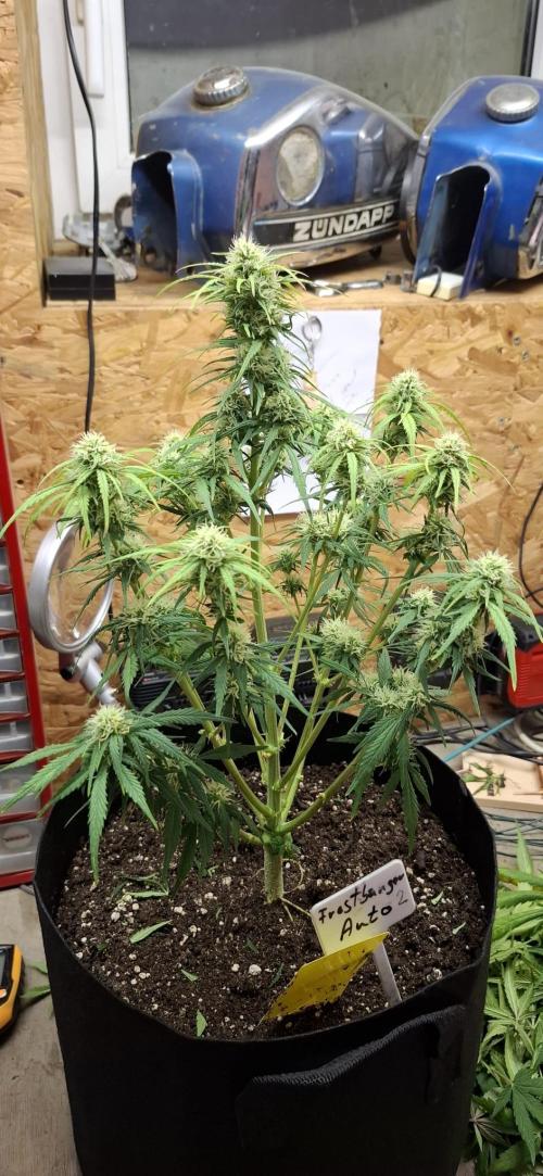 Frostbanger Test 1. Week 7