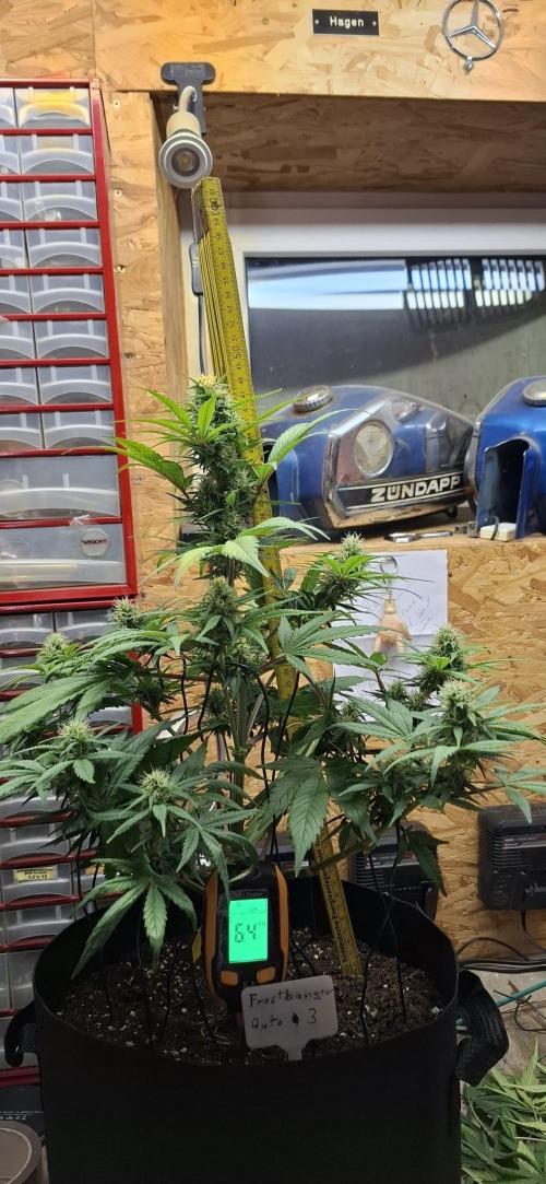 Frostbanger Test 1. Week 7