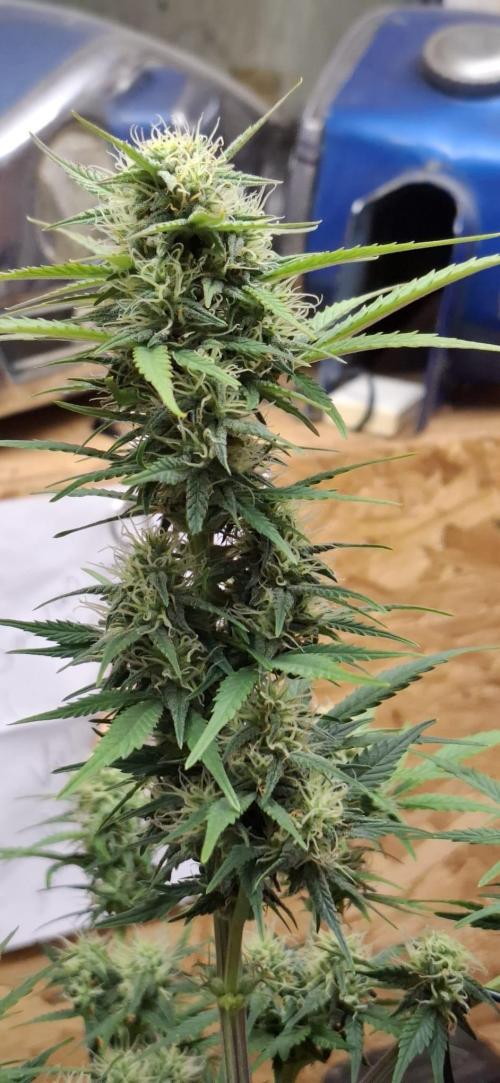 Frostbanger Test 1. Week 7