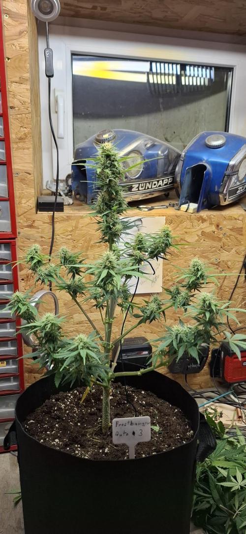 Frostbanger Test 1. Week 7