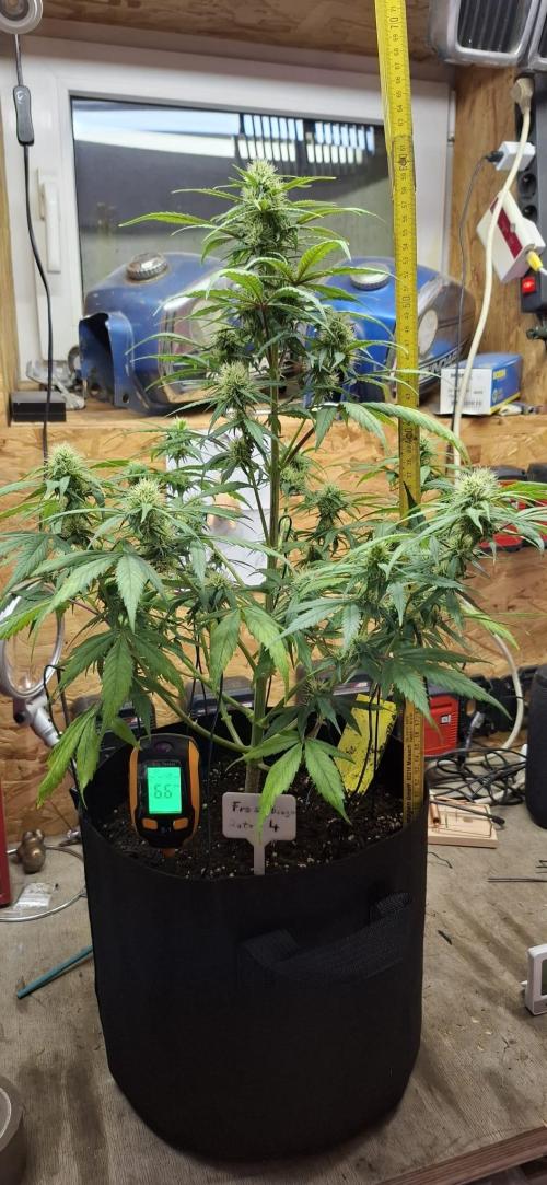 Frostbanger Test 1. Week 7