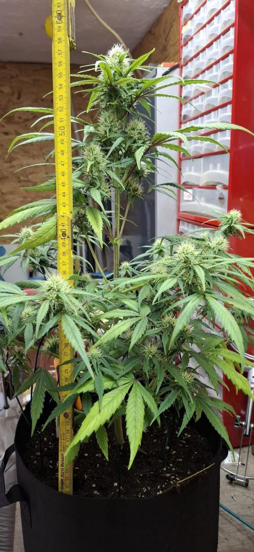 Frostbanger Test 1. Week 7