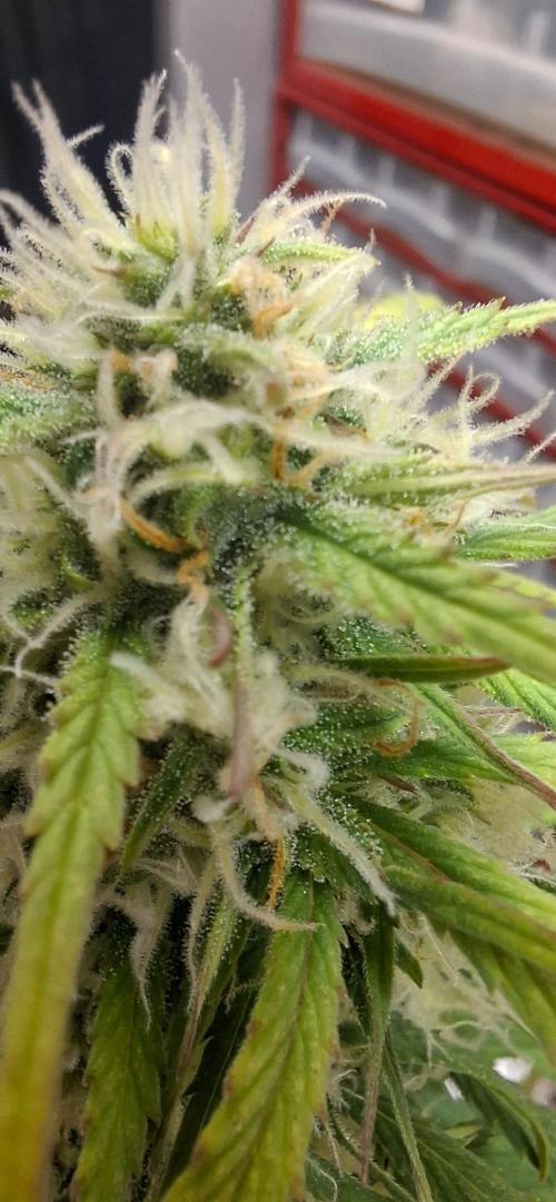 Frostbanger Test 1. Week 7