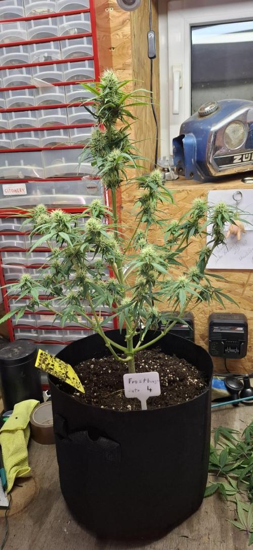 Frostbanger Test 1. Week 7