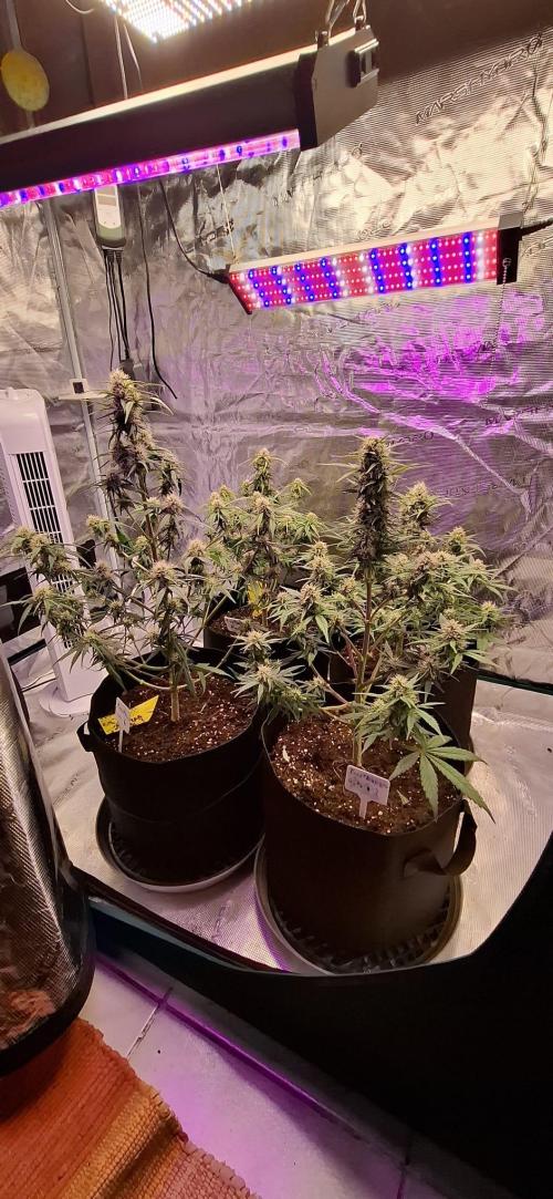 Frostbanger Test 1. Week 7