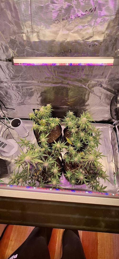 Frostbanger Test 1. Week 7