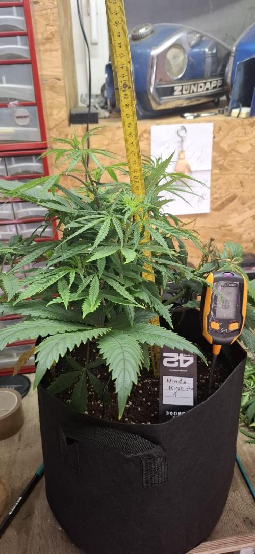 Hindu Kush fem. Test 2. Week 7