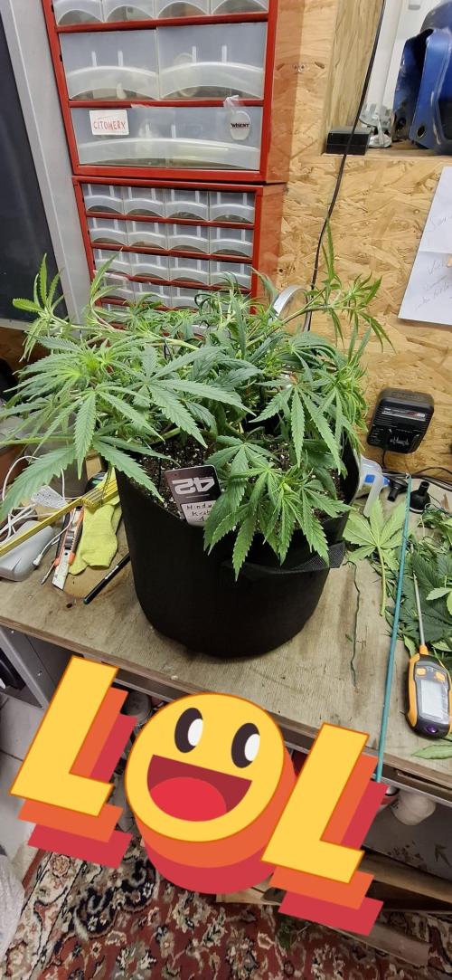 Hindu Kush fem. Test 2. Week 7
