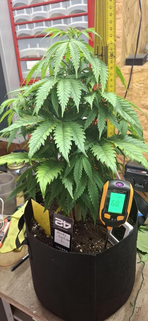 Hindu Kush fem. Test 2. Week 7