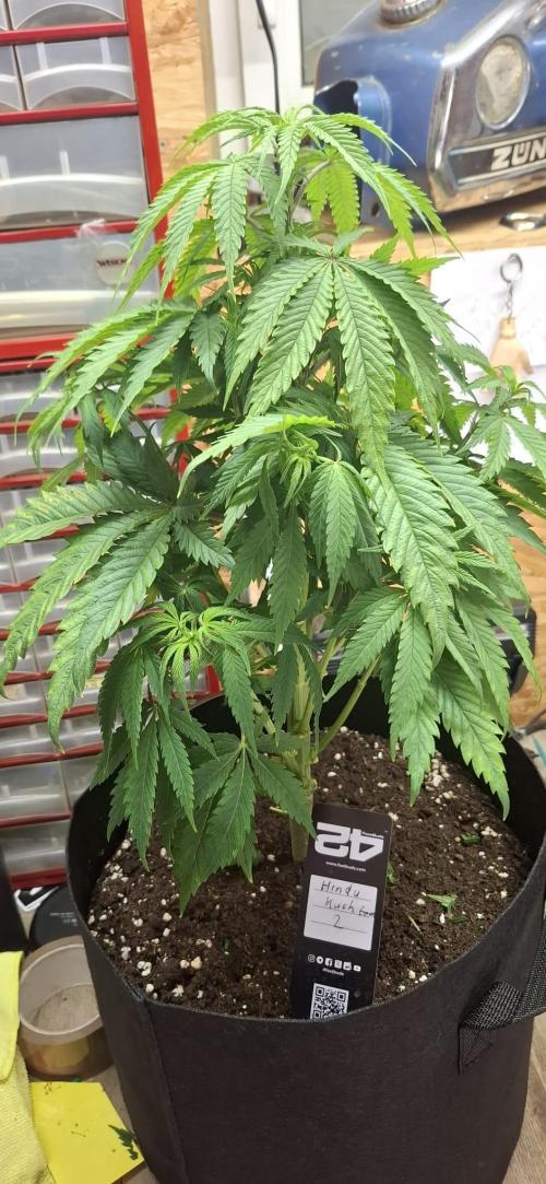 Hindu Kush fem. Test 2. Week 7