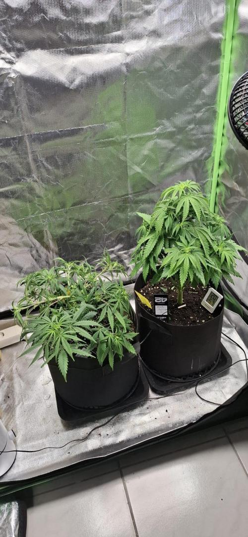 Hindu Kush fem. Test 2. Week 7