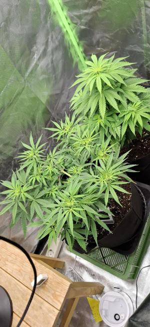 Comment by Chef_LA photo #1