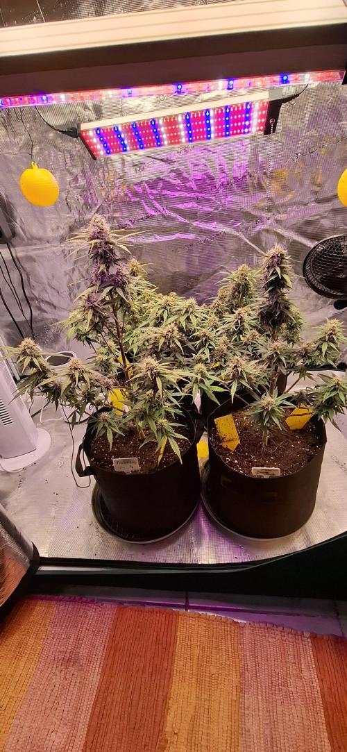 Frostbanger Test 1. Week 8