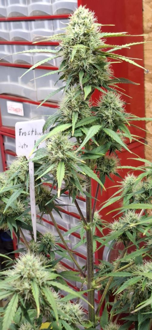 Frostbanger Test 1. Week 8