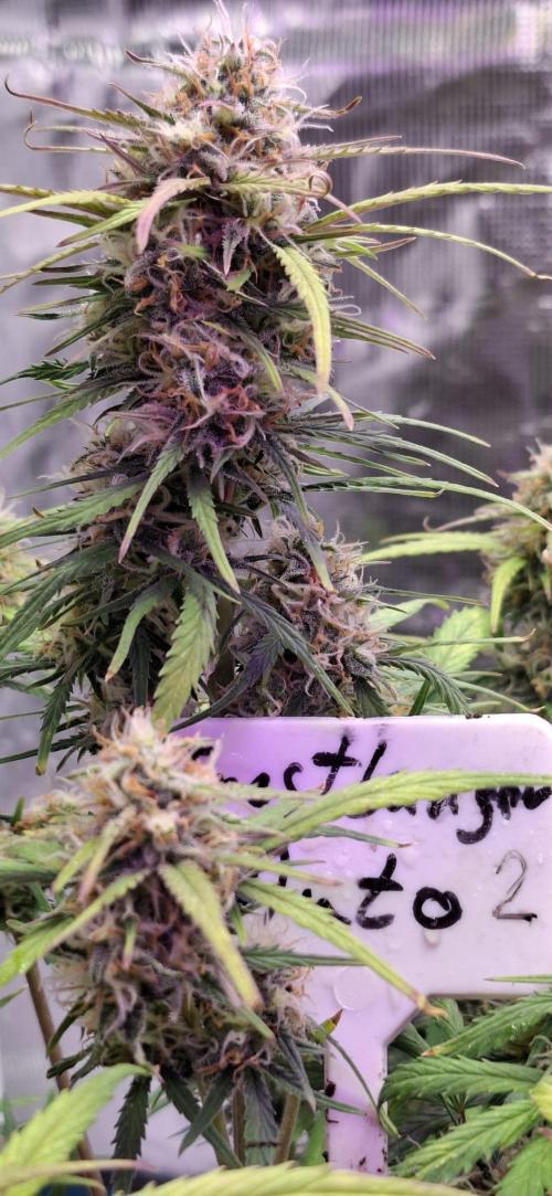 Frostbanger Test 1. Week 8